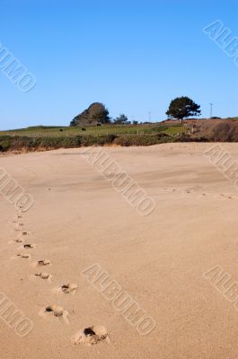 trascks in the sand