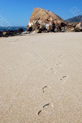 trascks in the sand