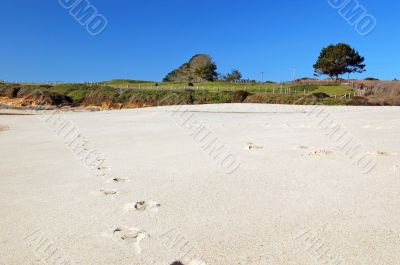trascks in the sand