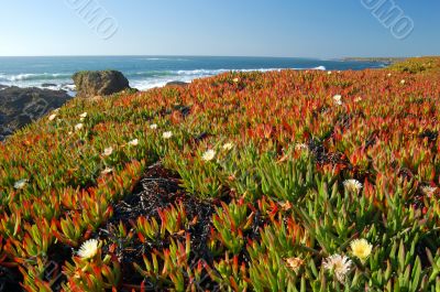 springtime coastal meadow
