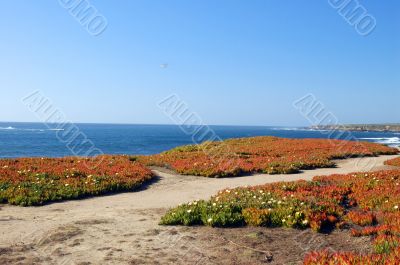 springtime coastal meadow