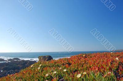 springtime coastal meadow
