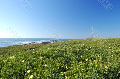 springtime coastal meadow