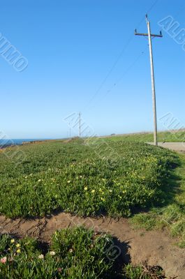 springtime coastal meadow