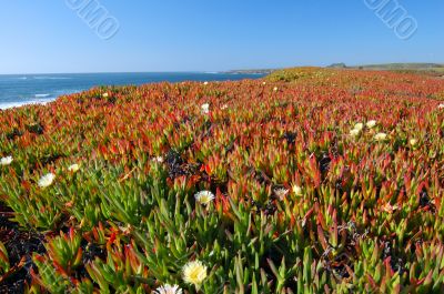springtime coastal meadow