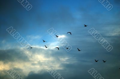 geese