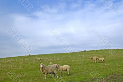 sheep
