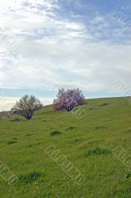field and trees