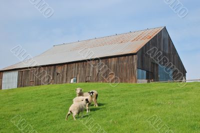 sheep and barn