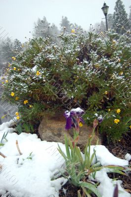 spring snow