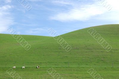 green hillside