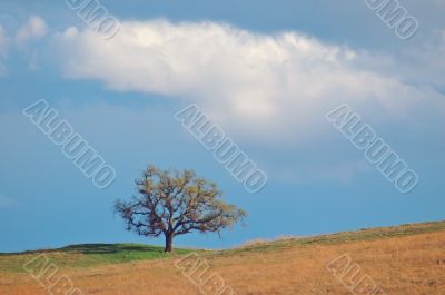field and tree