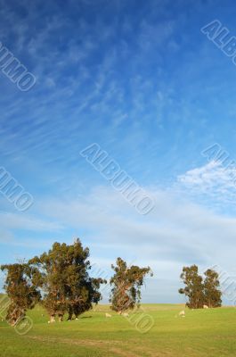 field and trees