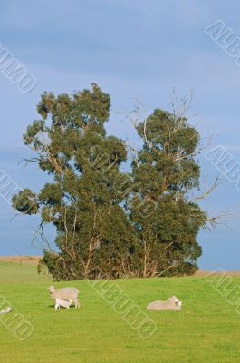 sheep