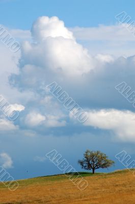field and tree