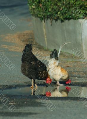 chicken reflections