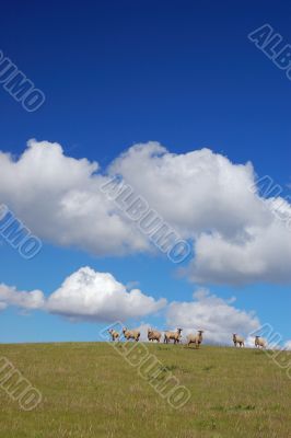 sheep on a hillside