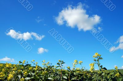 country field