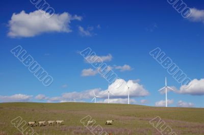 country field