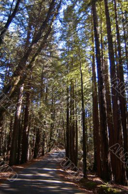 road in the forest