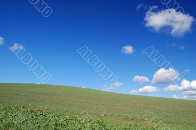 country field