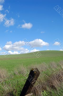 country field