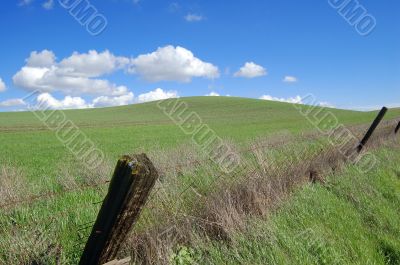 country field