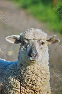 portrait of a sheep