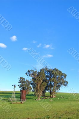 sheep grazing on the hillside