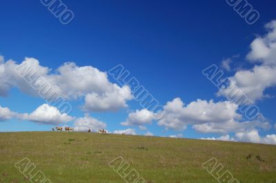 sheep grazing on the hillside
