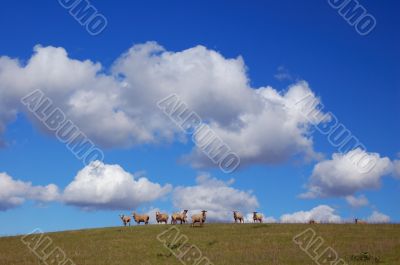 sheep grazing on the hillside