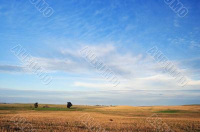 country field