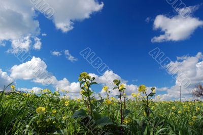 country field