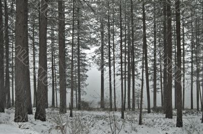 snowy forest in winter