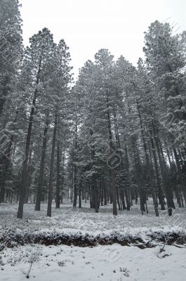 snowy forest in winter