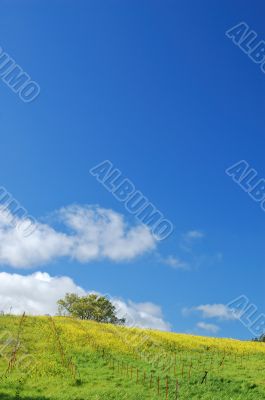 springtime meadow