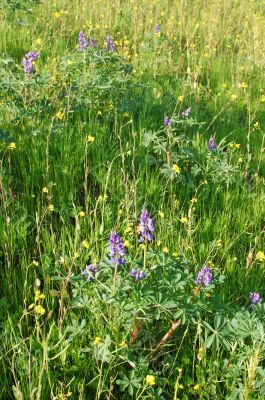 meadow in springtime