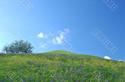 meadow in springtime
