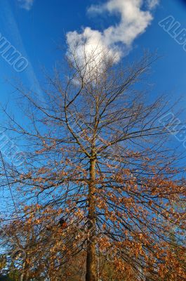 tree with chickens