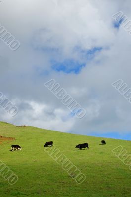 verdant hillside