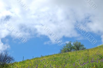 meadow in springtime