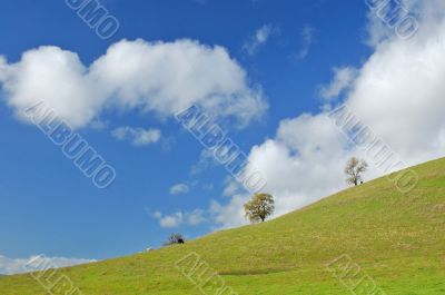 verdant hillside