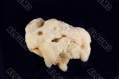 sea sponge
