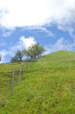 meadow in springtime