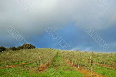 vinyard