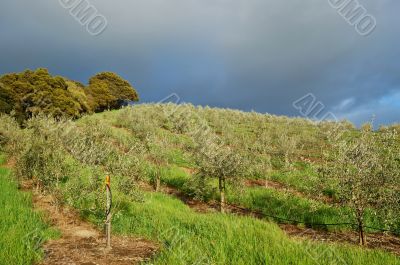 vinyard