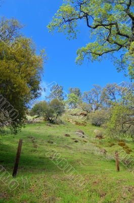 spring forest