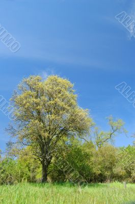 meadow and trees