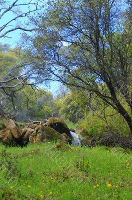 spring forest