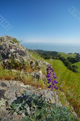 Mt Tamaplais Trail